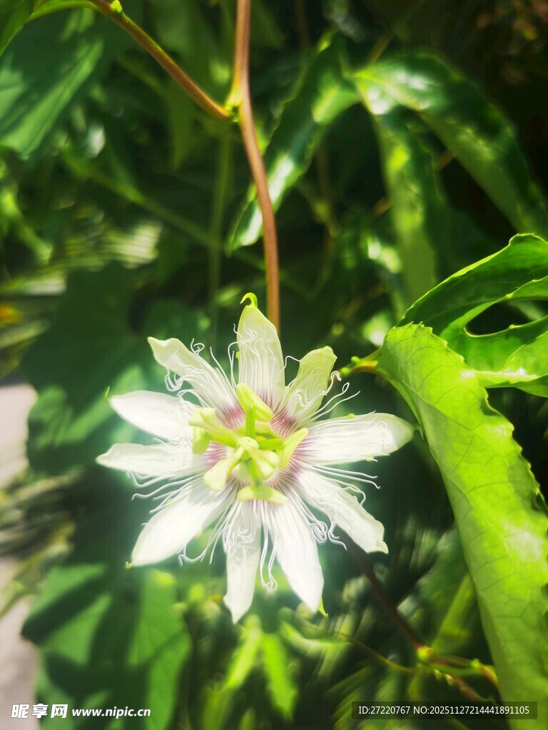 白色百香果花朵特写