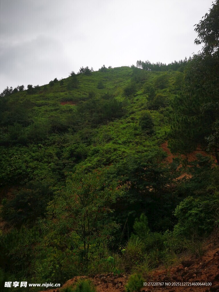 绿意盎然的山坡景色