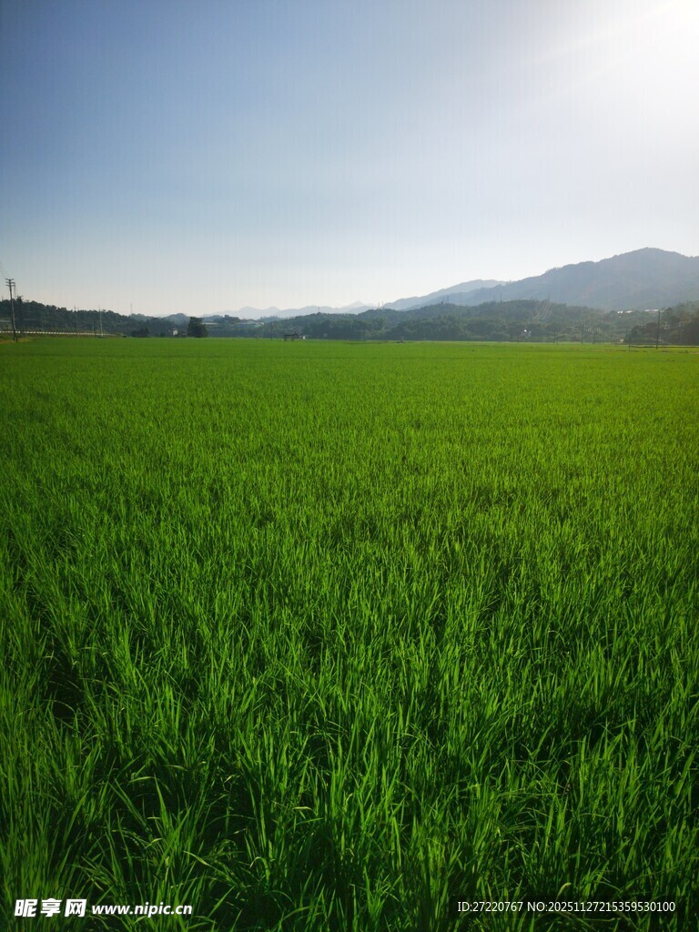 绿油油水稻田
