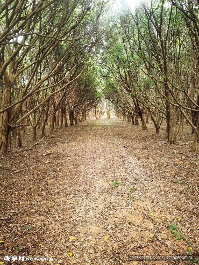 林间小径 静谧树木景观