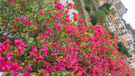 艳丽三角梅绽放街头