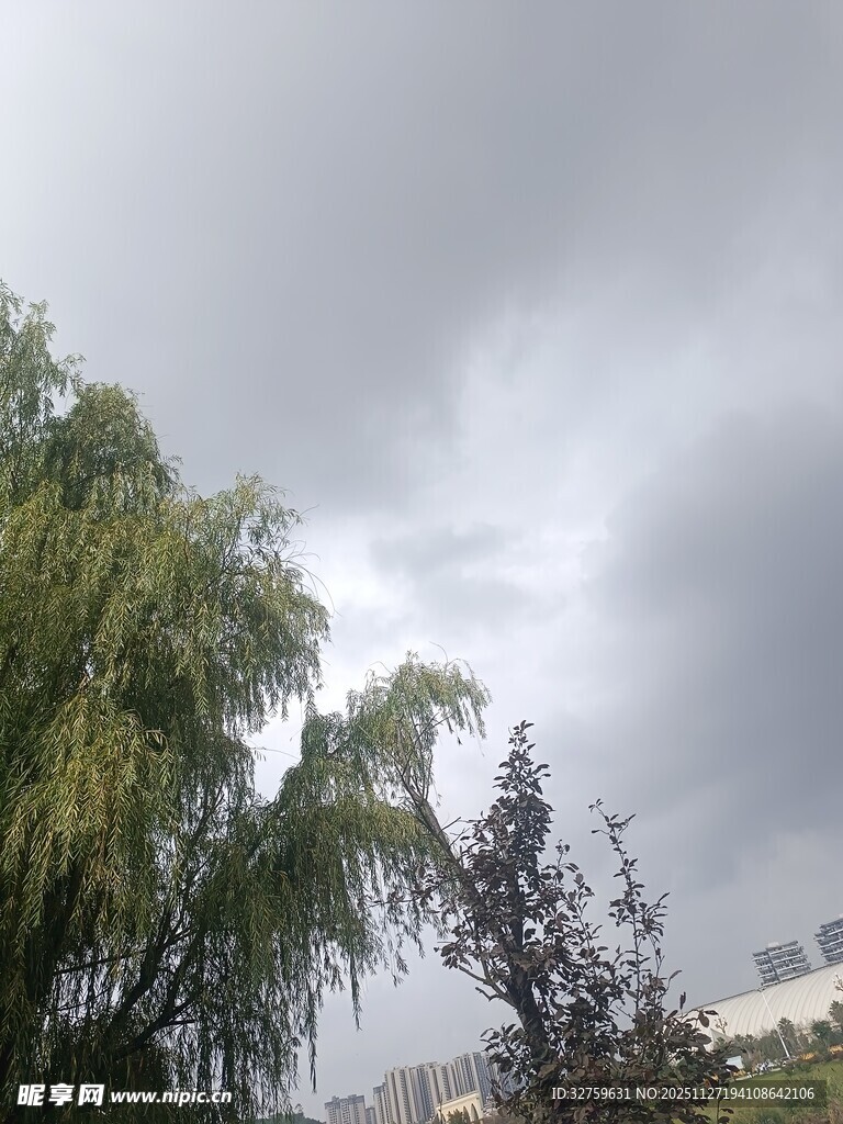 阴天下的垂柳与绿植