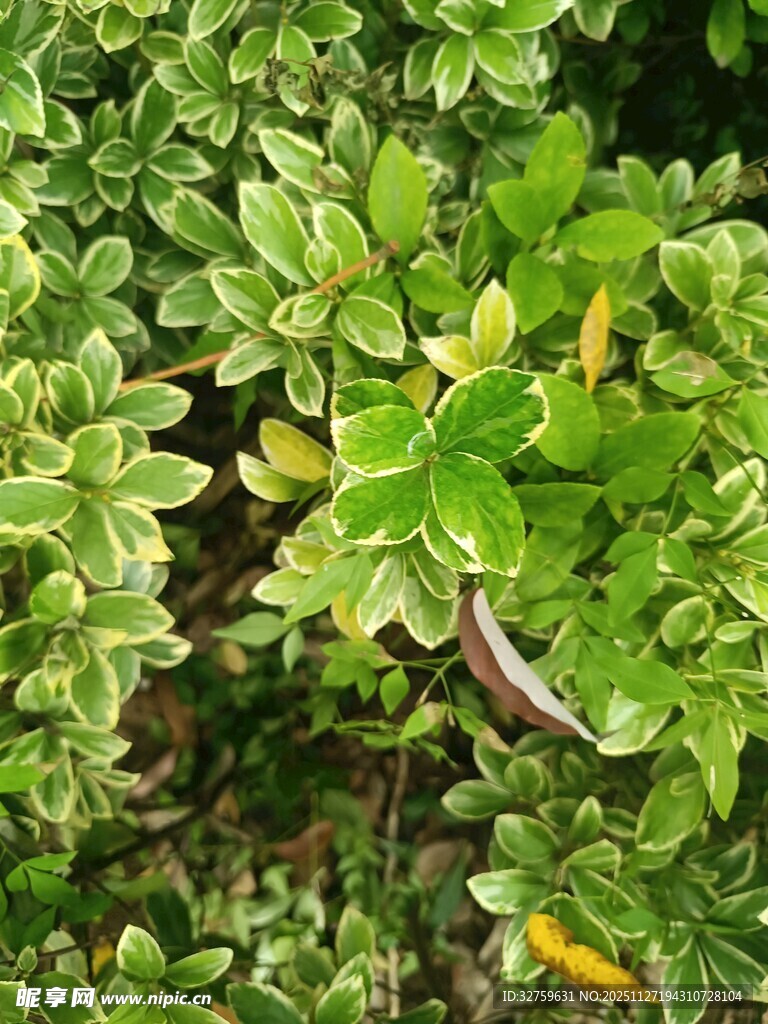 翠绿繁茂的植物叶片