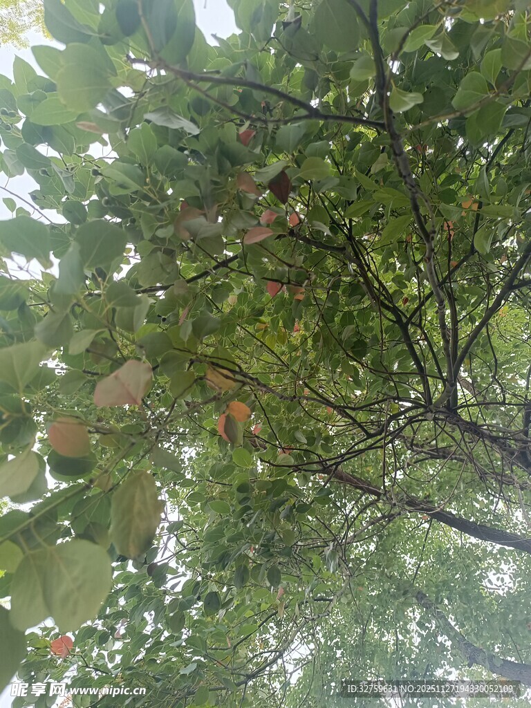 繁茂枝叶间的生机景象