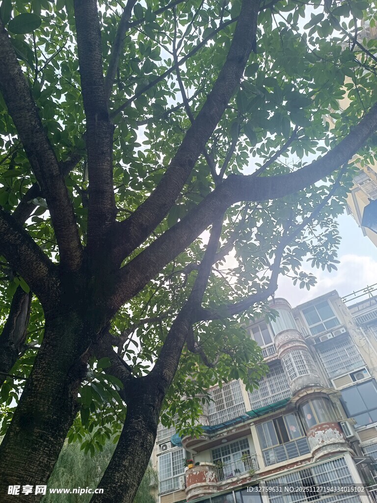 繁茂大树下的老旧居民楼