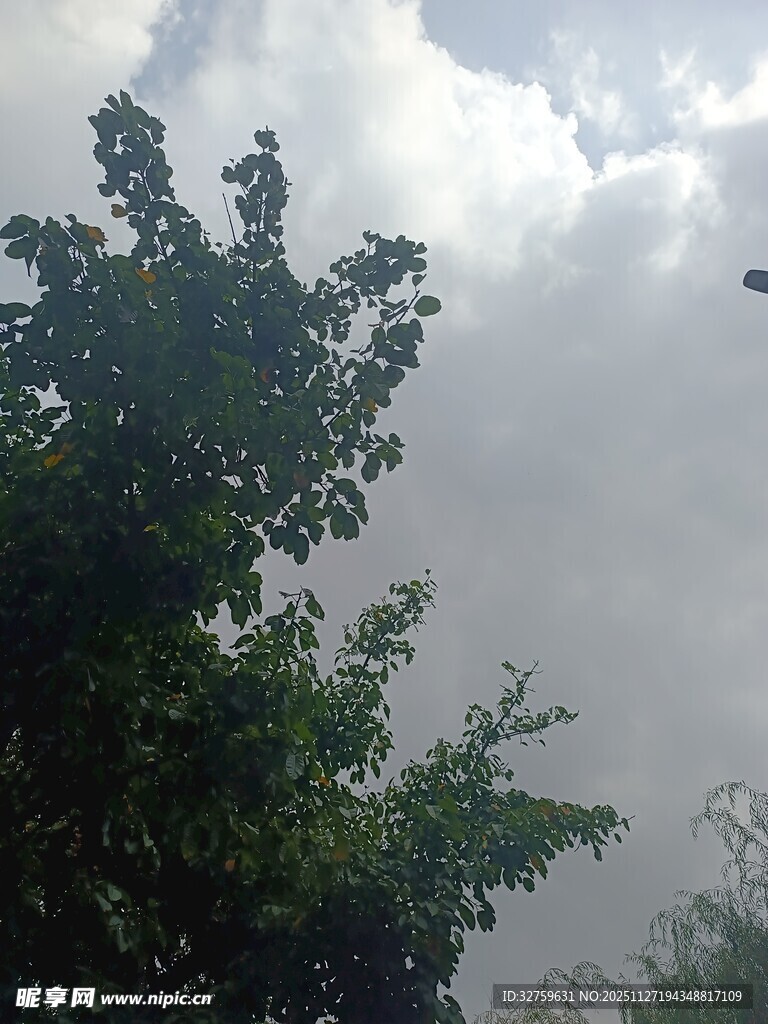 天空下的繁茂绿树