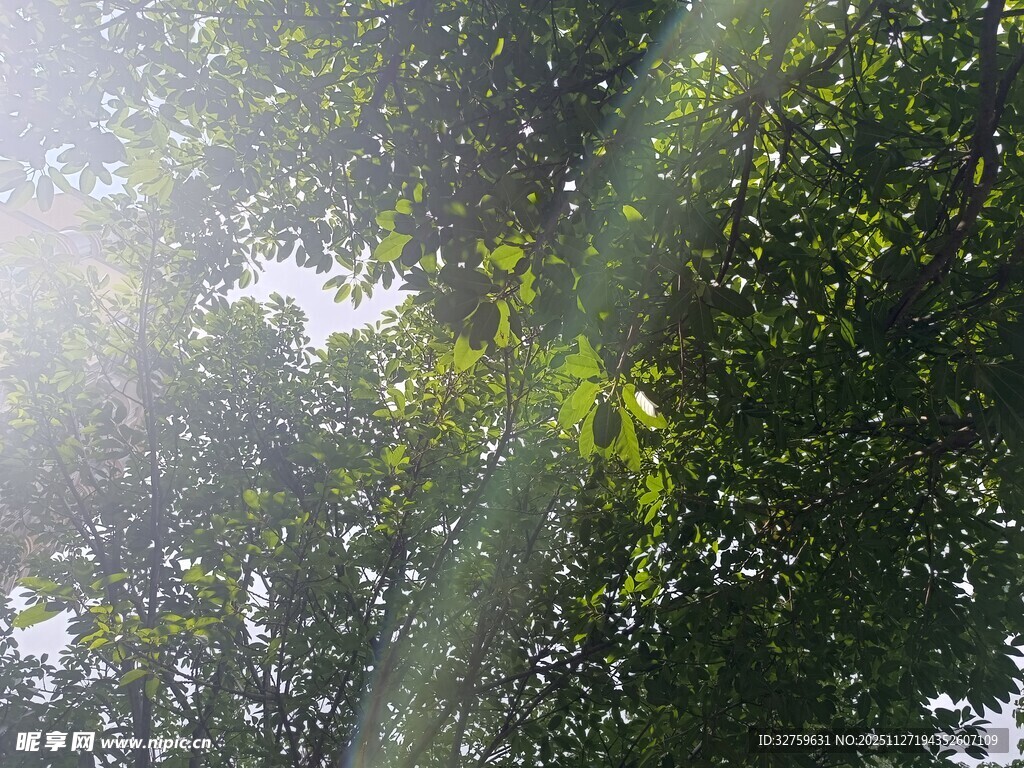 阳光透过树叶洒下的美景