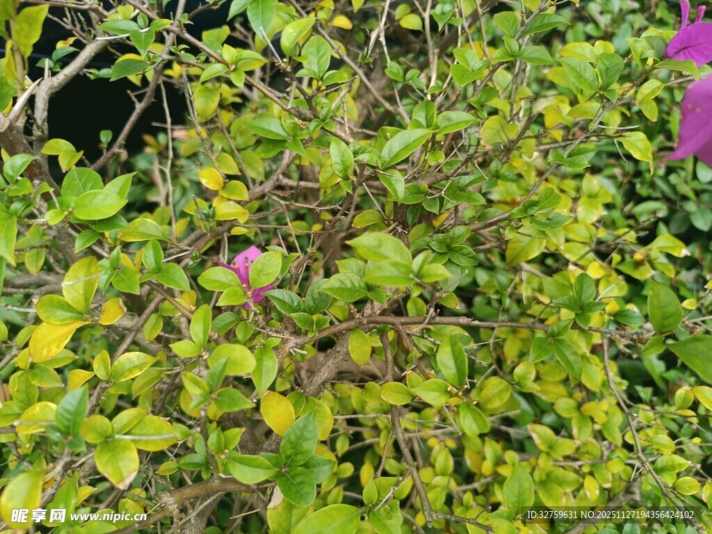 绿叶繁茂的多彩植物景观