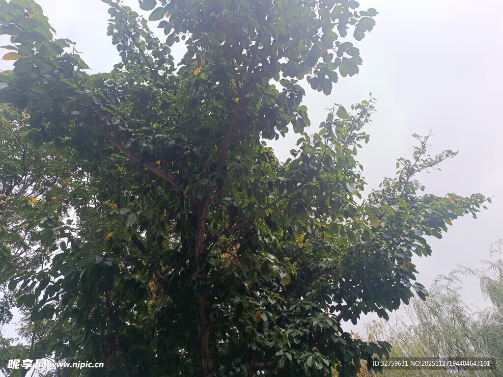 绿叶繁茂的大树