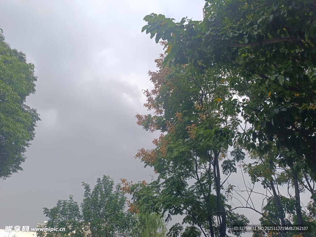 阴天中的葱郁树木