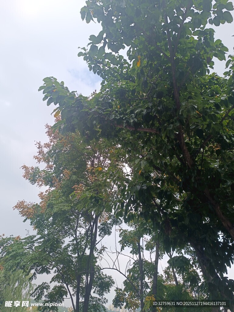 茂密树林中的葱郁树木