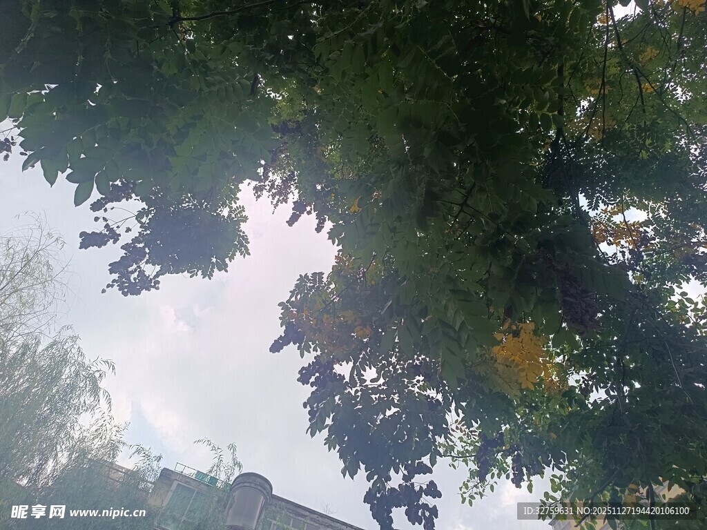 仰视繁茂枝叶间的天空