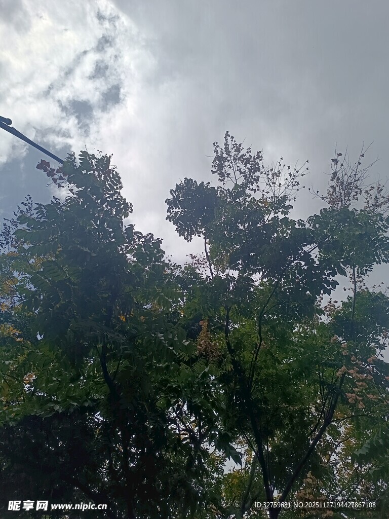 仰视天空下的繁茂树林