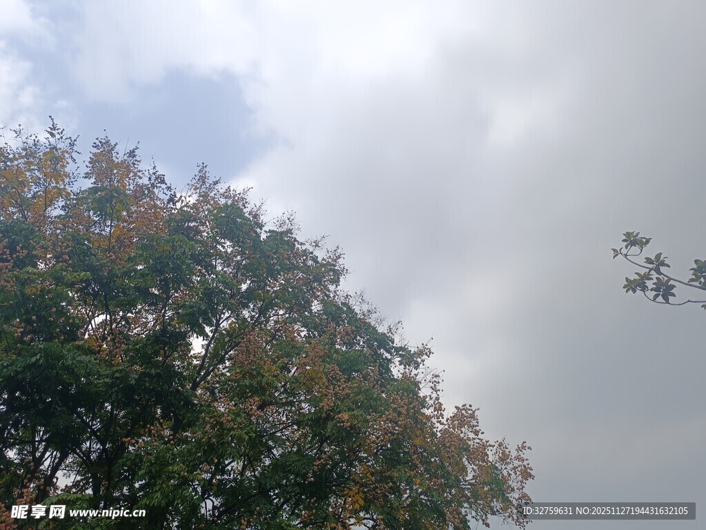 天空下的繁茂树木