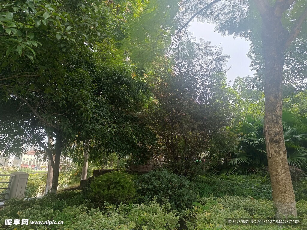 林间绿意盎然的自然景致