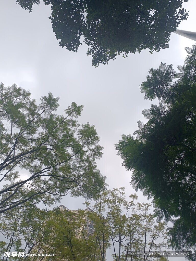 仰视茂密树林树冠