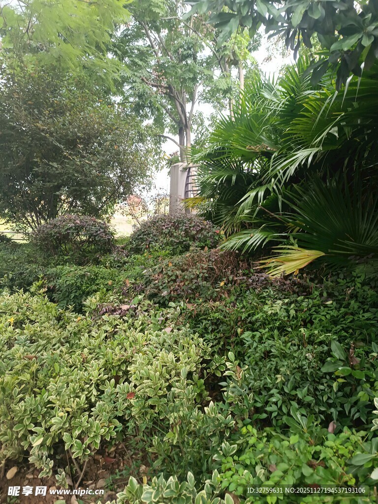 繁茂绿植景观