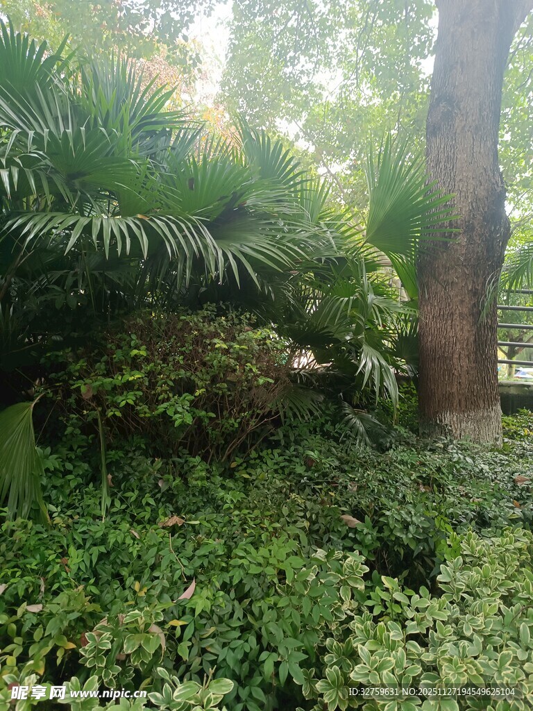 绿意盎然的林间植物景观