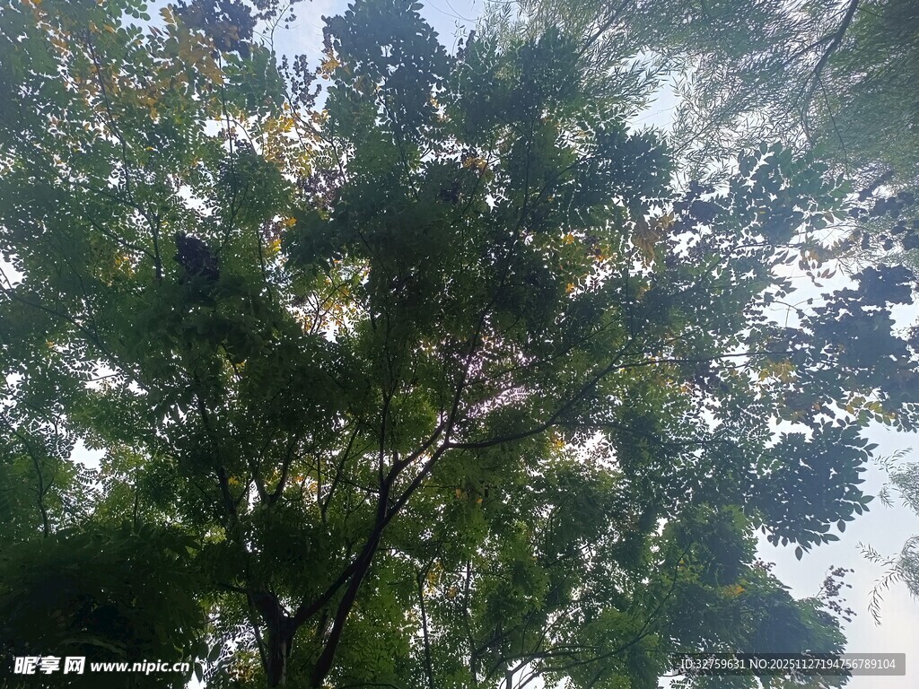 仰视繁茂绿树树冠