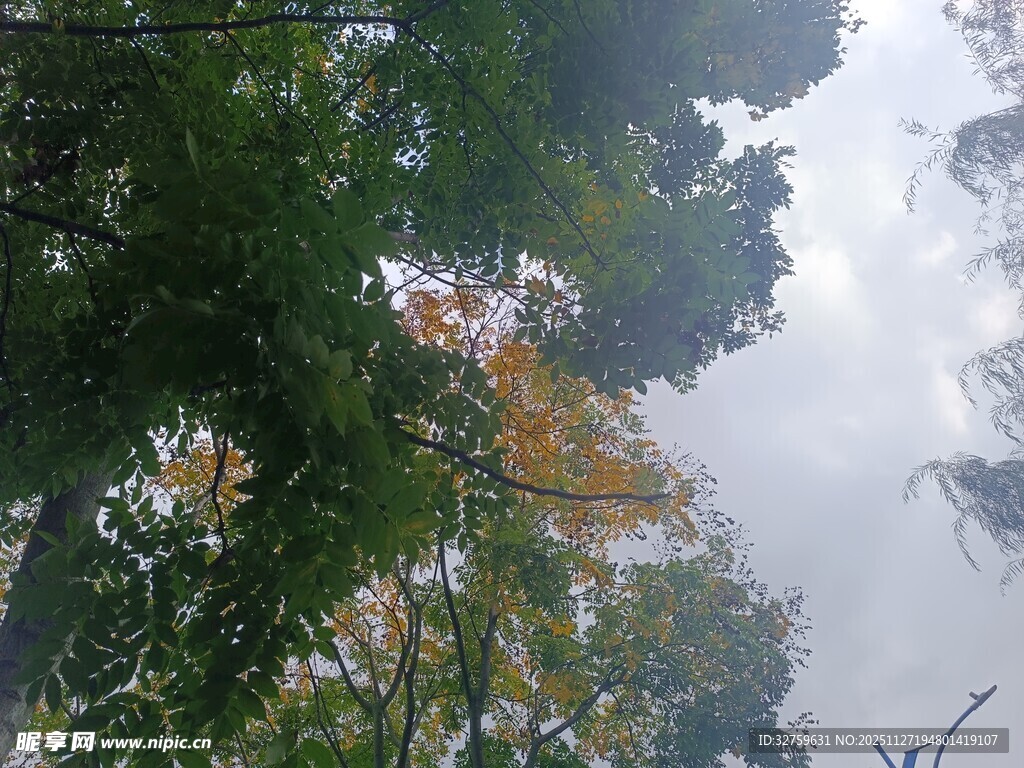 林间树梢望天空