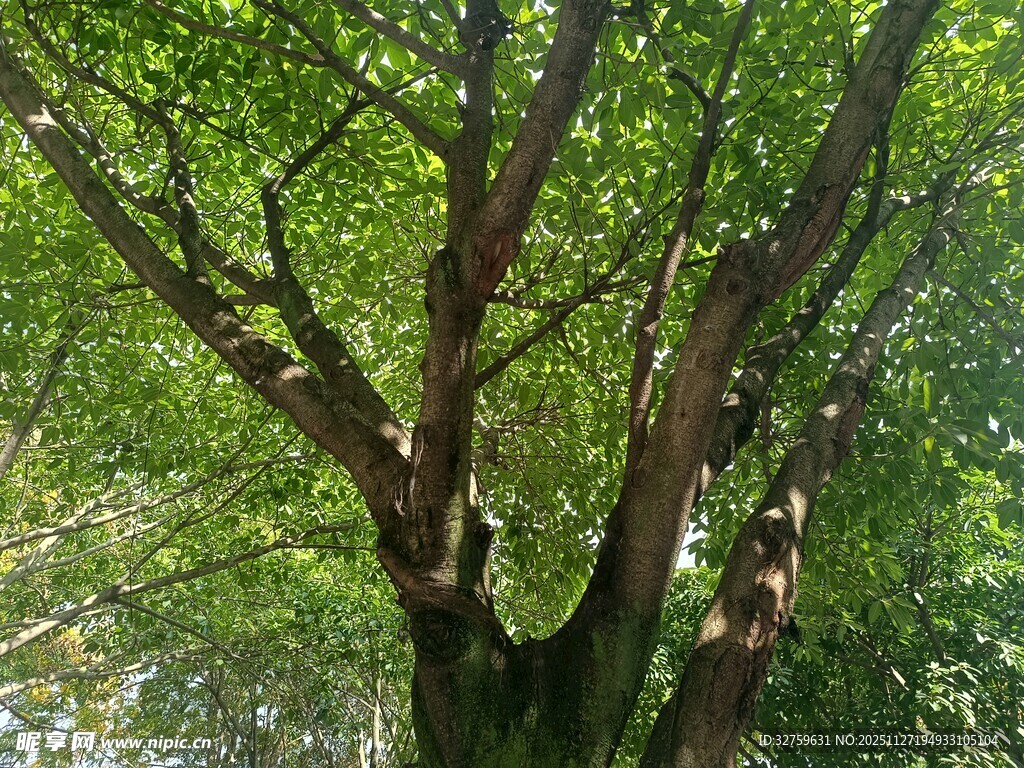 繁茂古树枝干交错展生机