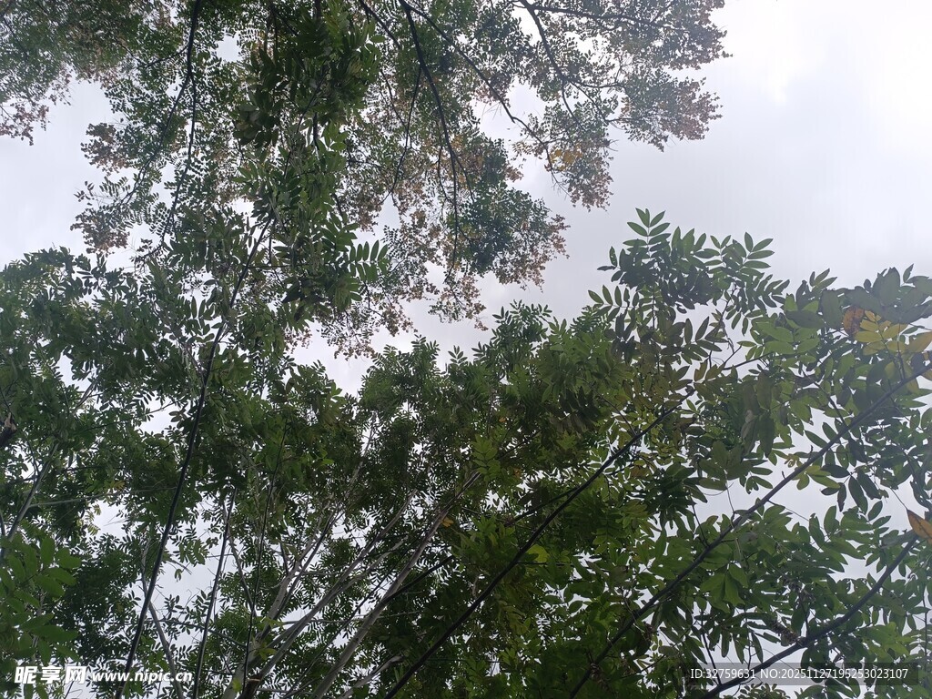 仰视茂密树林树冠