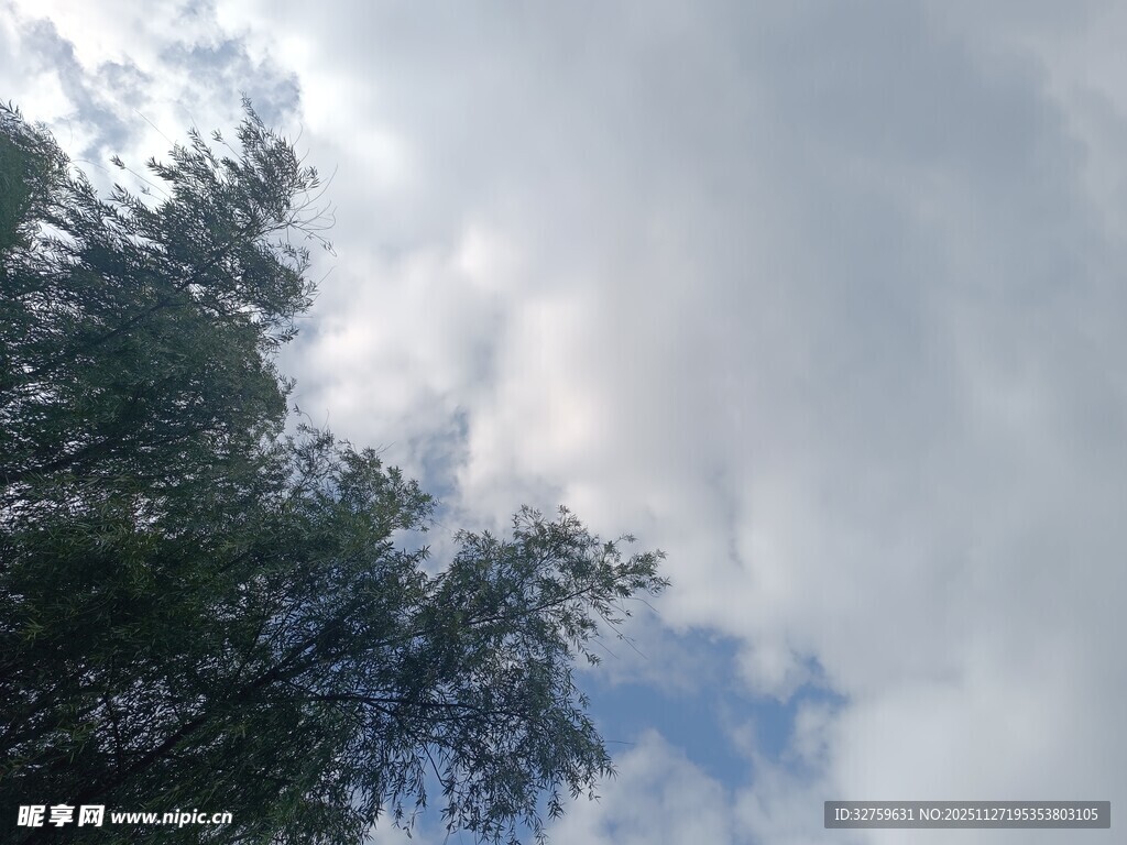 蓝天白云下的葱郁树梢