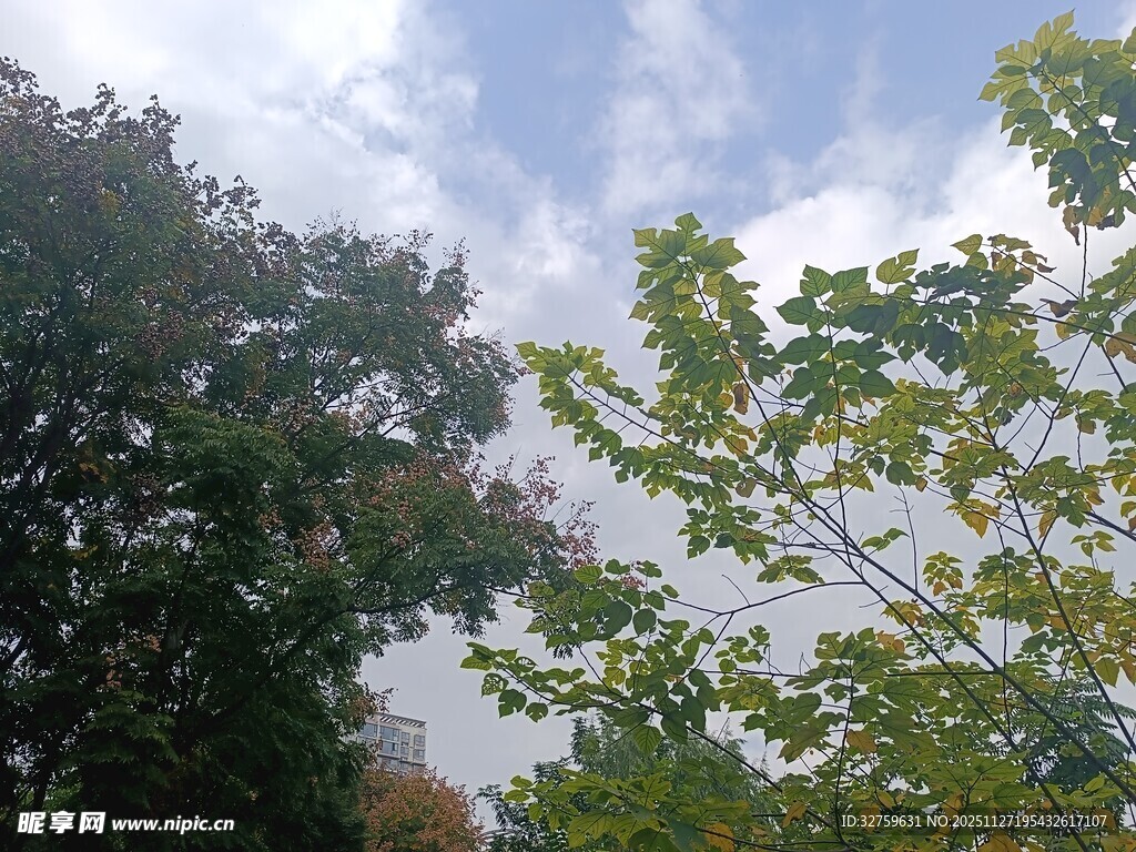 绿树蓝天间的清新景致