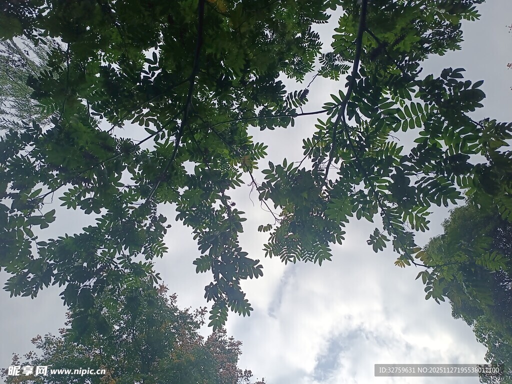 仰视繁茂树冠与天空