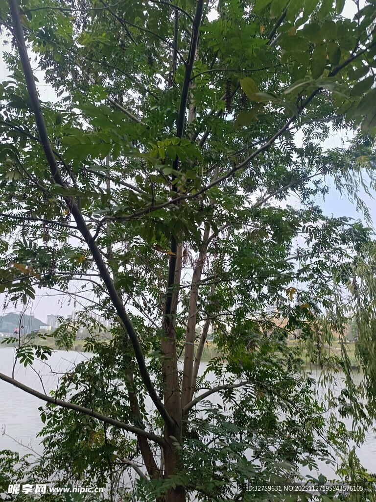 河边绿树生机盎然