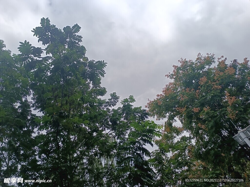 阴天中的茂密树木