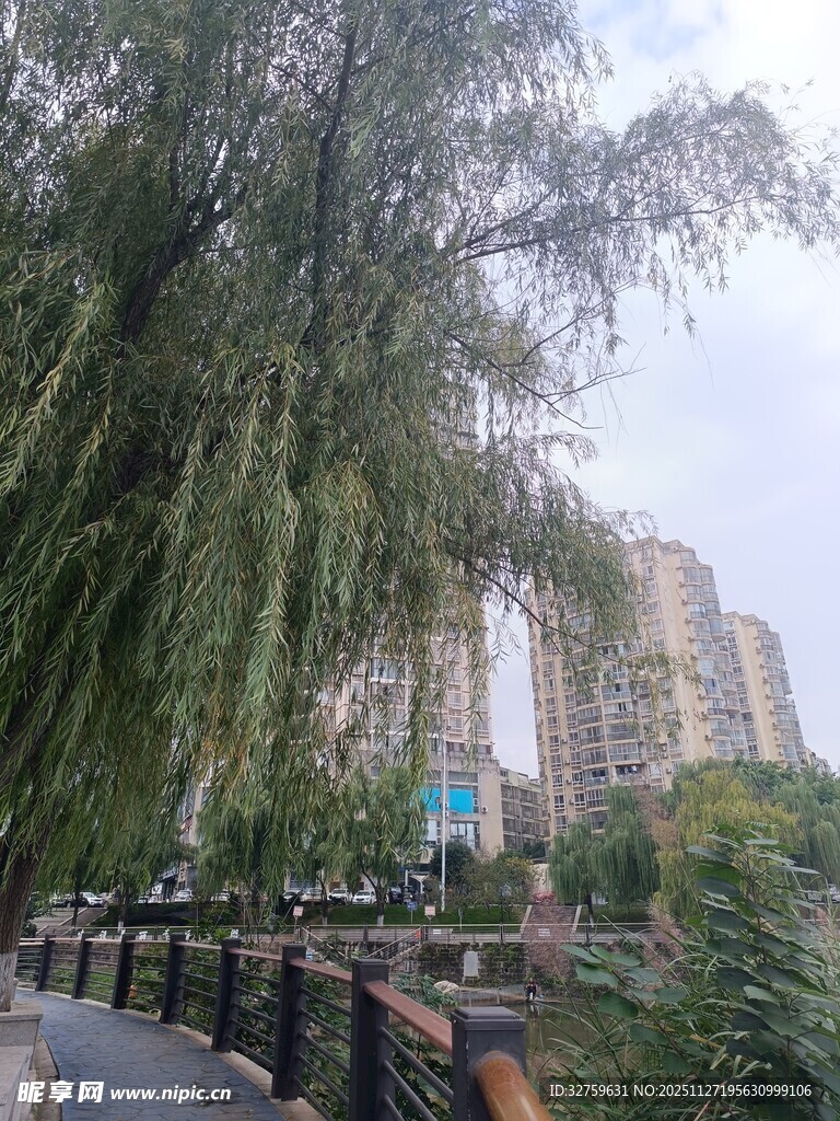河畔垂柳与林立高楼