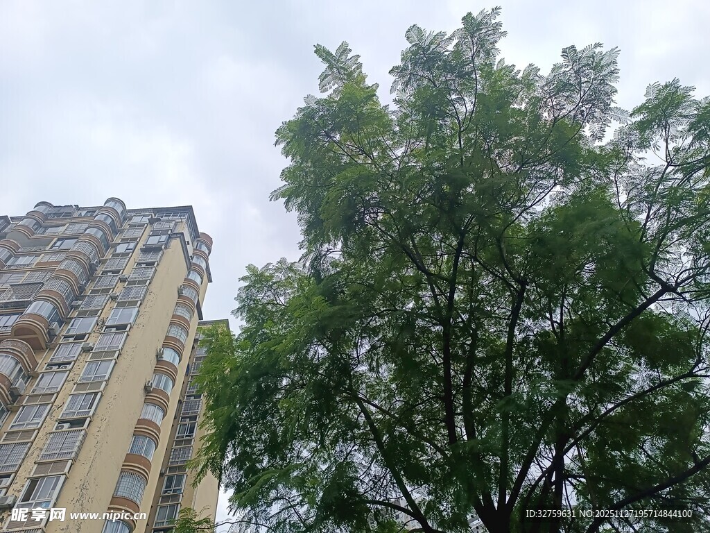 高楼旁的葱郁绿树