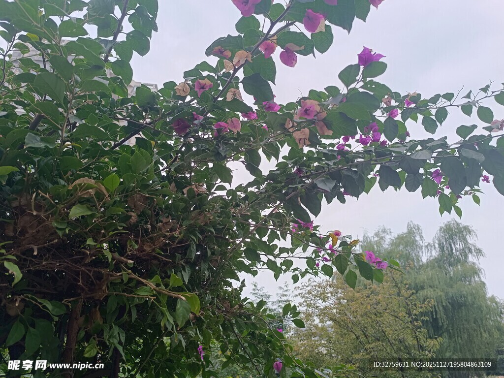 枝头绽放的娇艳苹果花