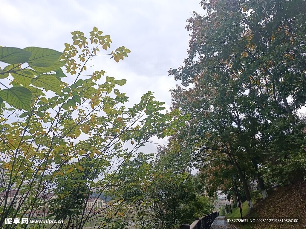 林间绿意盎然的自然景致