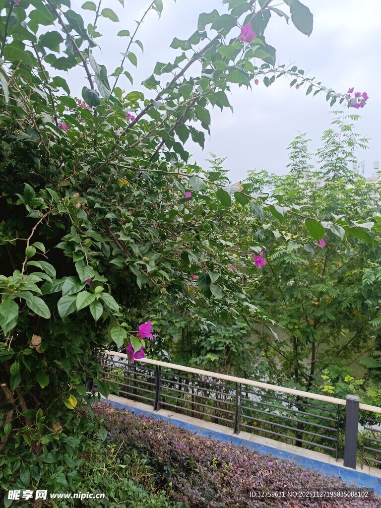 繁花簇拥的小径