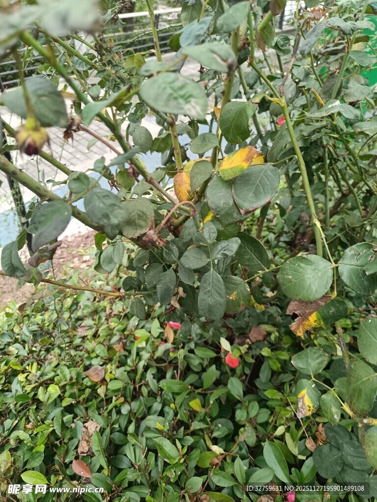 绿叶间的多彩果实