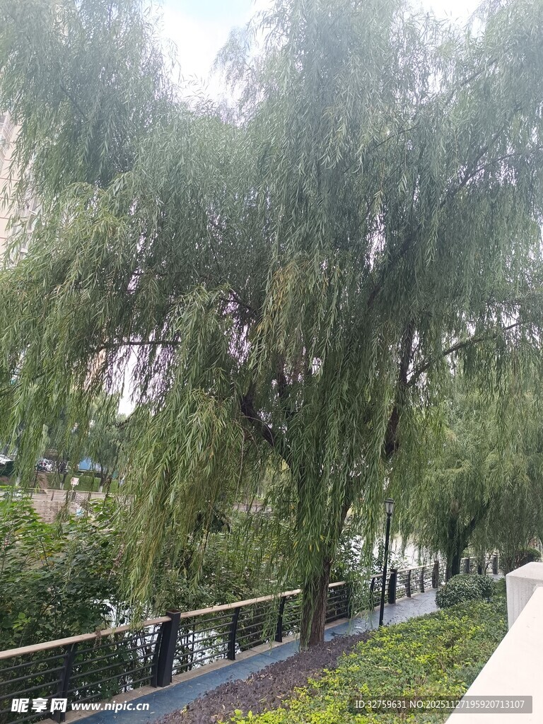 河畔垂柳下的幽静步道