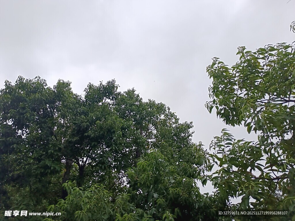 绿树成荫的天空景象