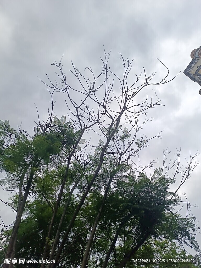 枯树与绿植映衬的景致