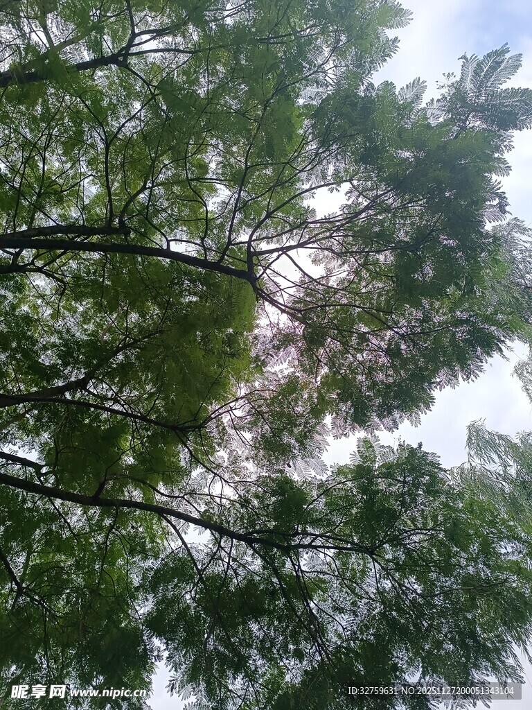 仰视视角下的茂密树林