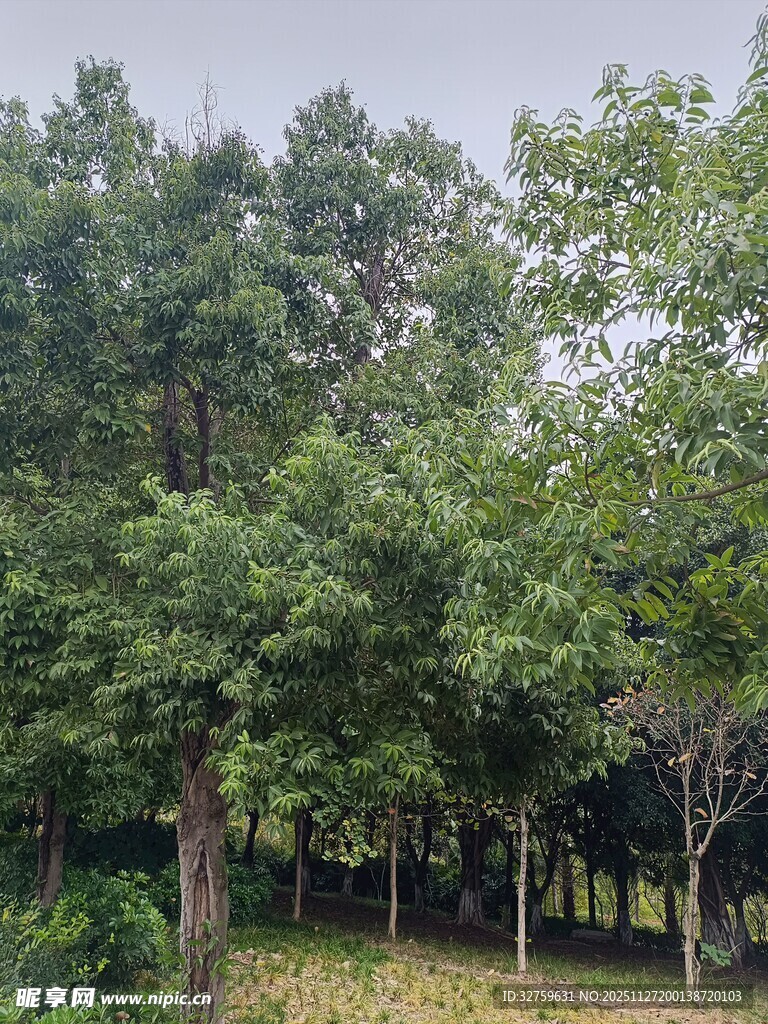 夏日葱郁树林景观