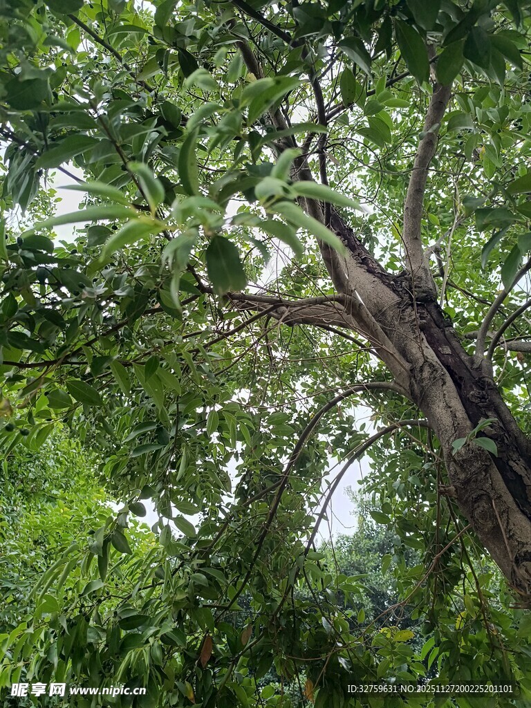 繁茂大树下的绿意景象