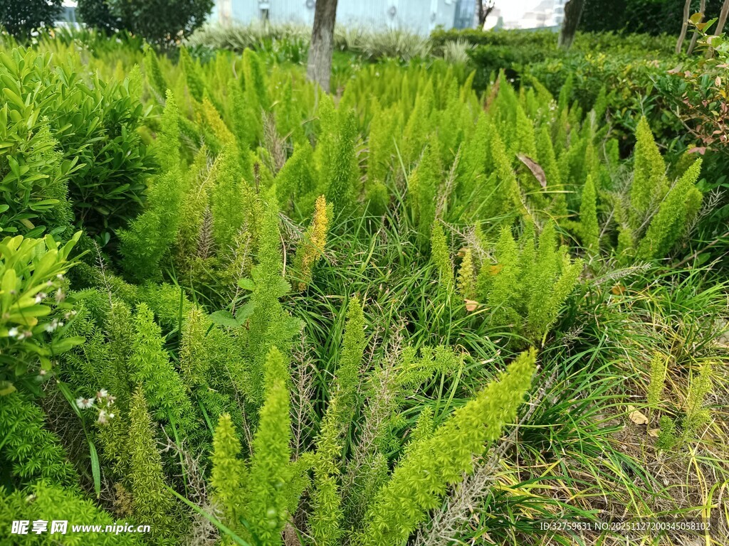 翠绿繁茂的户外绿植景观