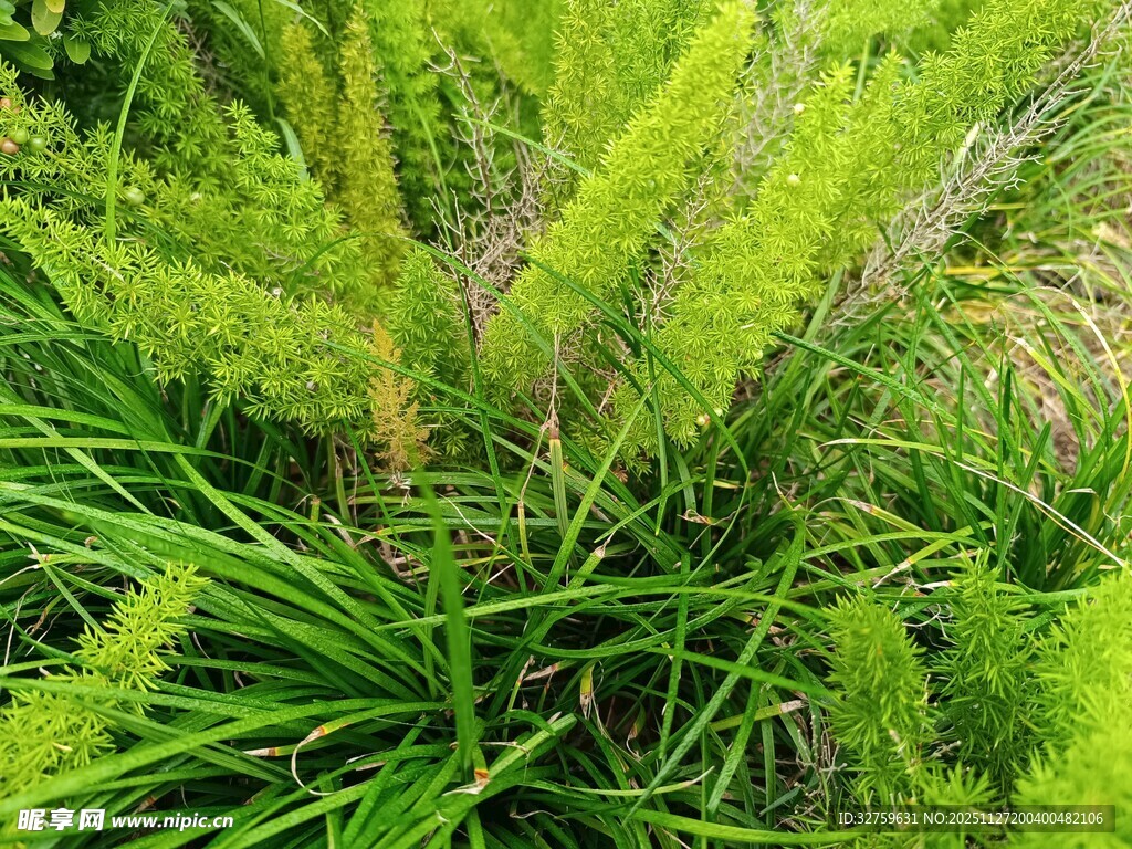 翠绿茂盛的草本植物