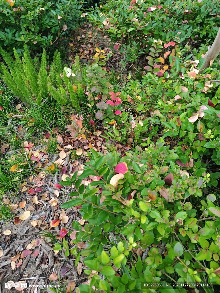 繁茂绿植中的多彩景象