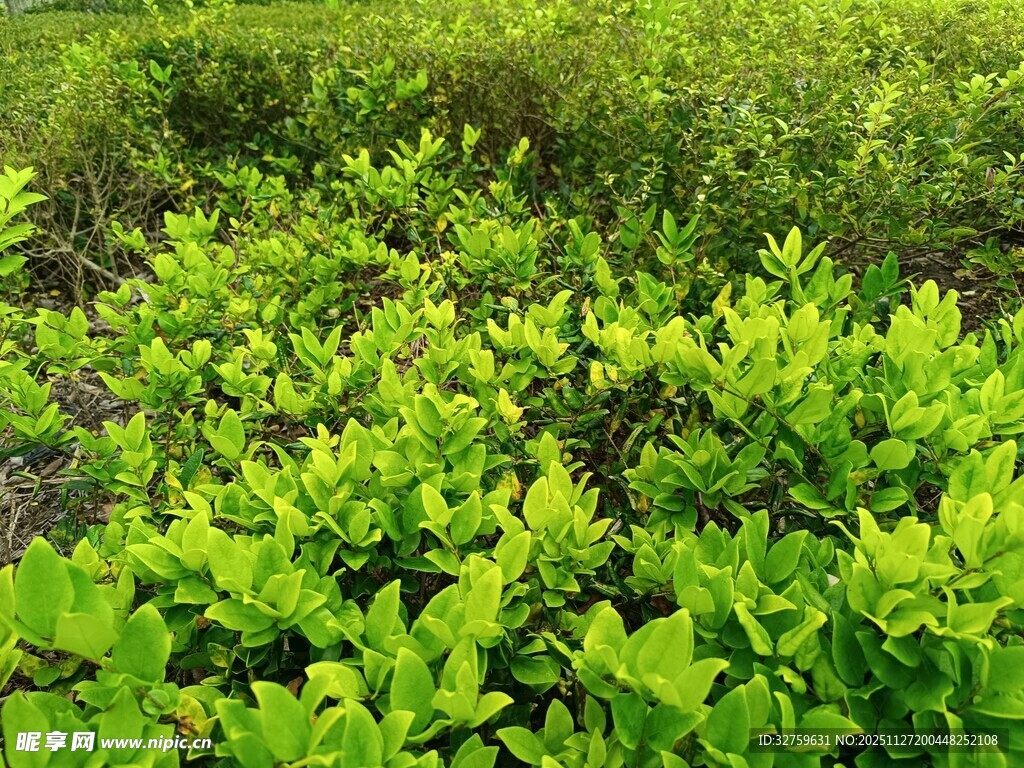 翠绿繁茂的绿植景观