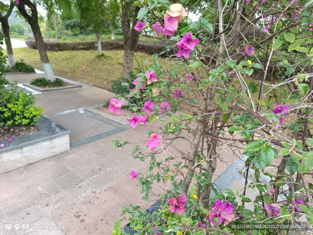 路边绽放的娇艳粉色花朵