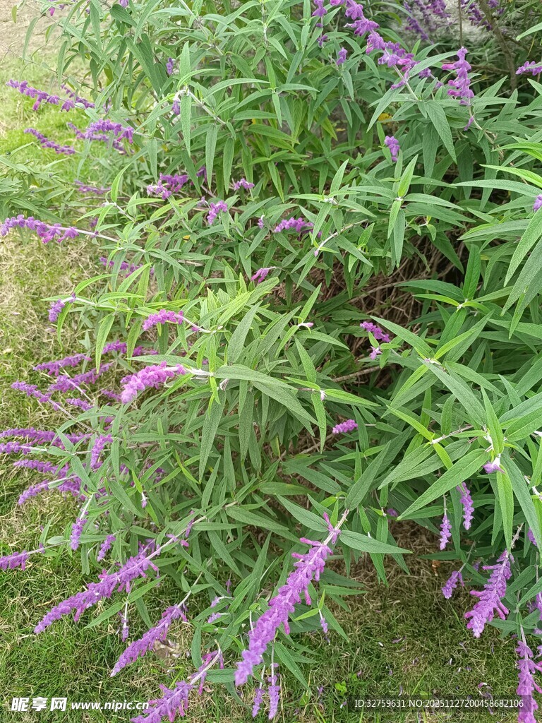 紫色鼠尾草植物特写