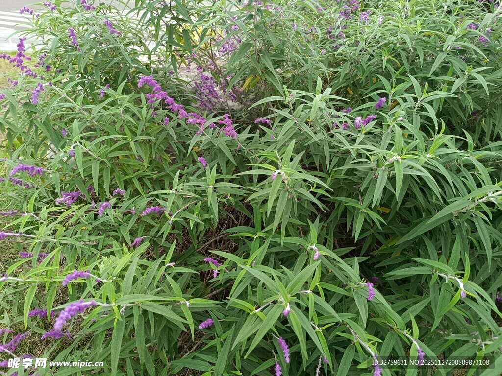 紫色花朵与绿叶植物